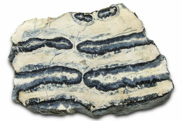 Mammoth Molar Slice With Case - South Carolina #377788